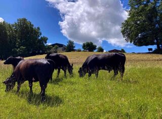  Proprit/chteau  vendre 5 pices 100 m