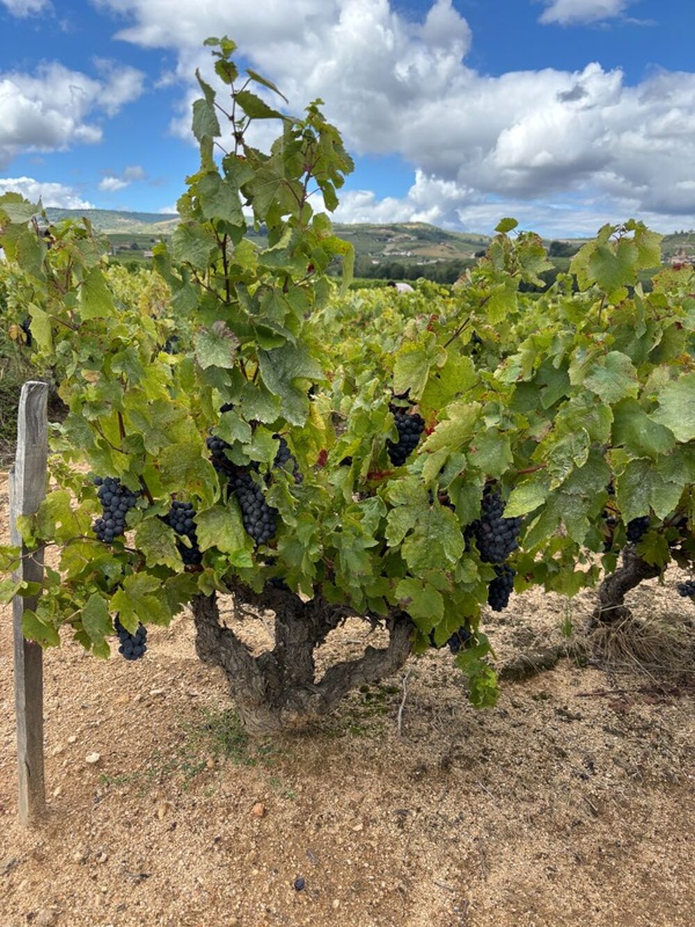   A vendre- Parcelle viticole en CRU  BEAUJOLAIS- VILLAGES  PRUZILLY (71) 