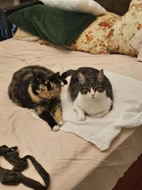  Appartement � louer 1 pi�ce 18 m�