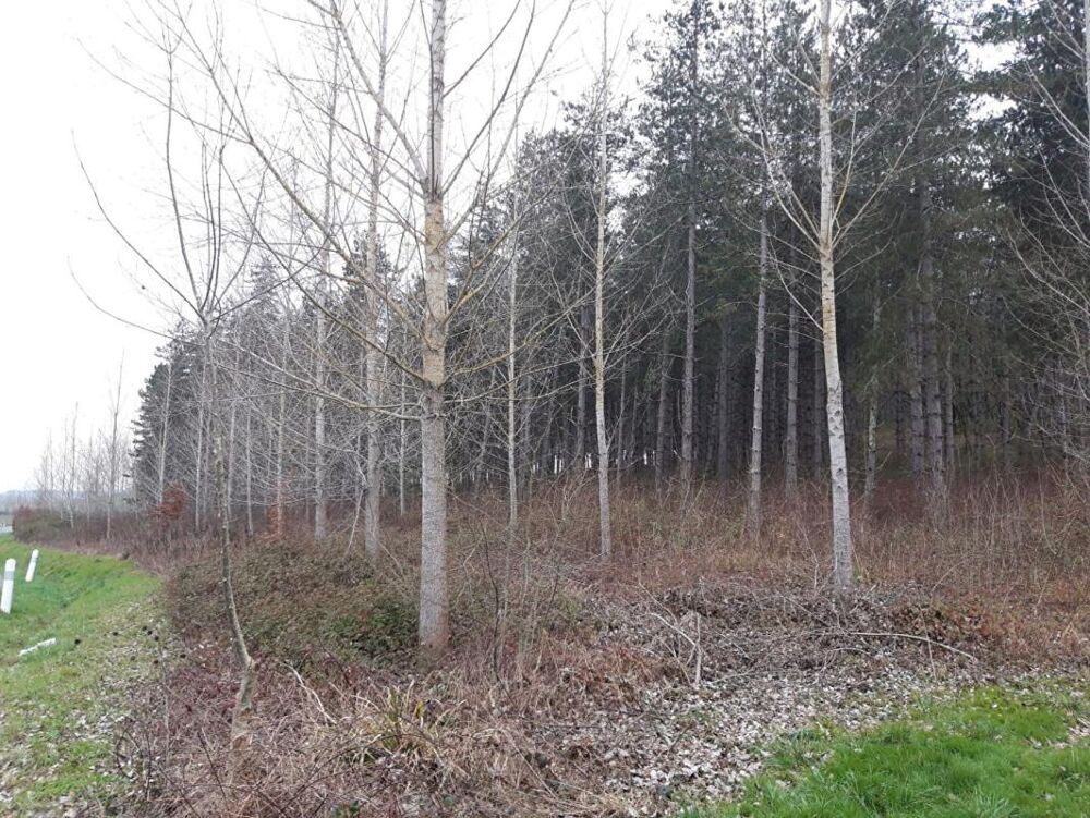 Vente Terrain Domaine forestier Cauzac