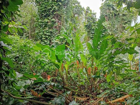 Terrain constructible � Trois-Rivi&egrave;res � Secteur rivi&egrave;re du Carbet 154000 97100 Basse terre