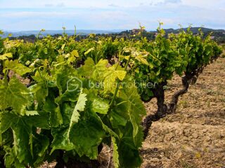  Terrain à vendre 6565 m²
