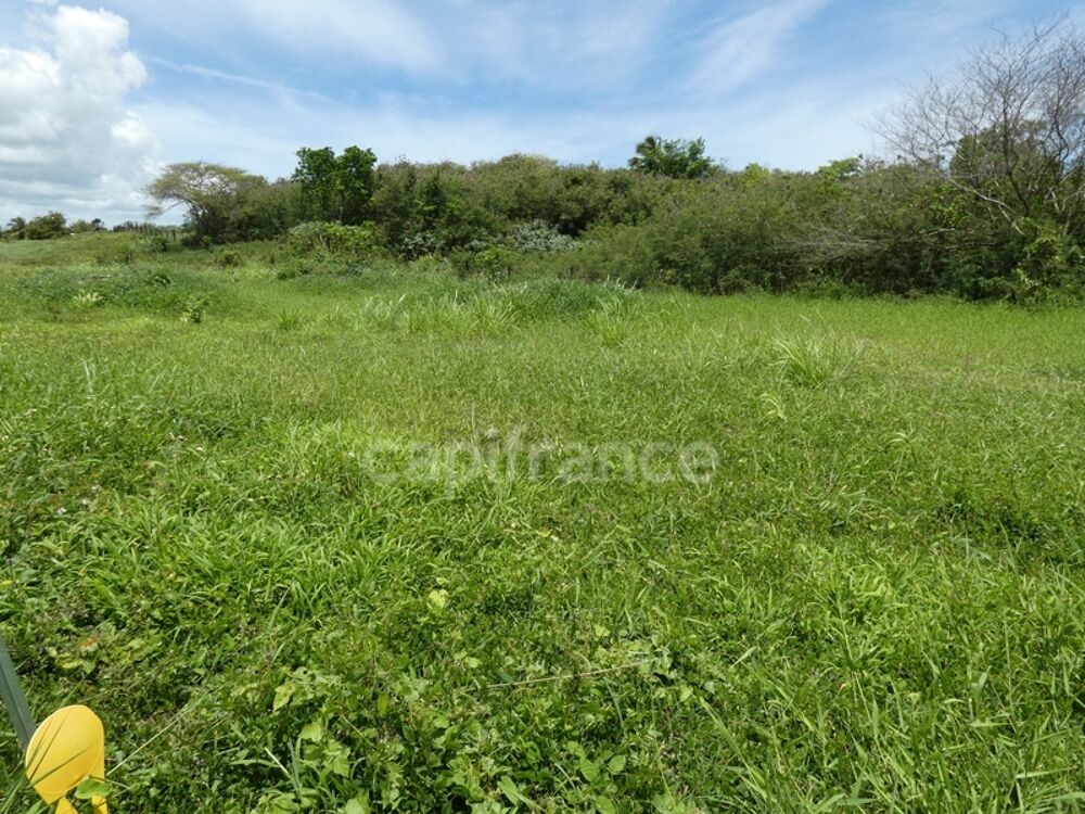 Vente Terrain Terrain à vendre  de 1811 m² sur LE MOULE (971) Le moule