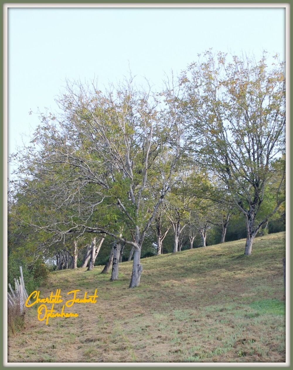 Vente Terrain grand terrain Chalais