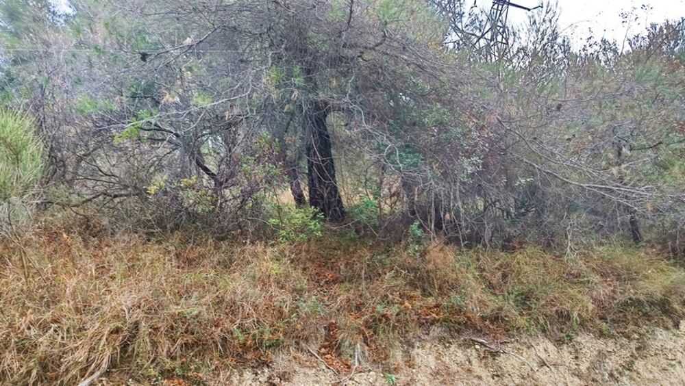 Vente Terrain Terrains de loisirs à vendre e de 7 769,00 m² PEILLE (06) Peille