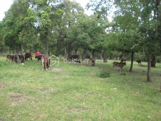  Terrain � vendre 56090 m�