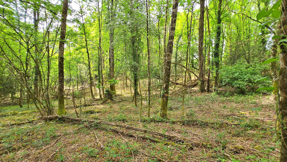 Vente Terrain Terrain 6 365,00 m² SAINT JUNIEN (87) - Environnement campagne Saint junien