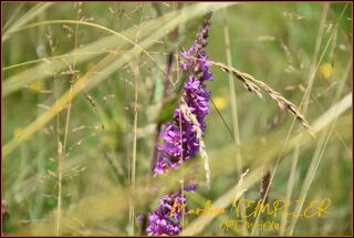  Terrain  vendre 2783 m