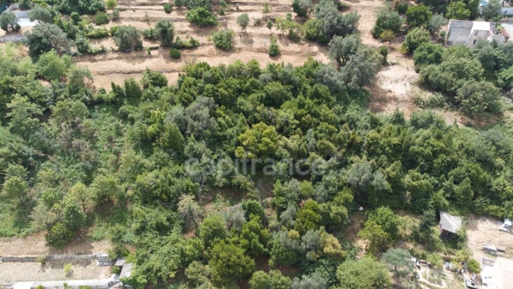 Vente Terrain Terrains à vendre de 3160 m² FALICON (06) Falicon