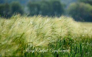  Terrain  vendre 10000 m