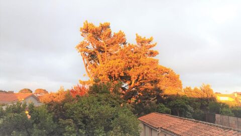   Bois, lac, plage, mer � 
