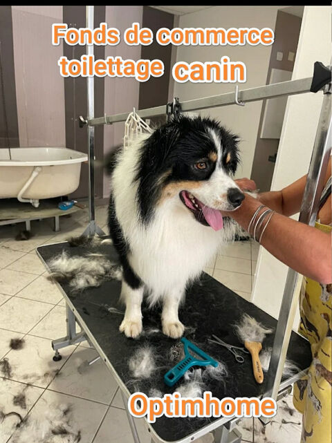 &Agrave; vendre � Salon de toilettage canin et f&eacute;lin au c�ur de Questembert 31900 56230 Questembert