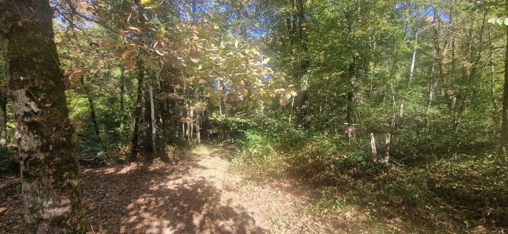 Vente Terrain Bois à vendre, LAGRANGE (40) Lagrange