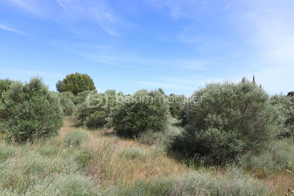 Vente Terrain Oliveraie de plus d'1,5 hectare à Villeveyrac Villeveyrac