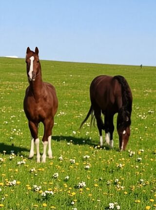  Ferme � vendre 8 pi�ces 245 m�