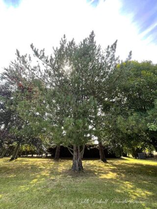  Propriété/château à vendre 13 pièces 290 m²