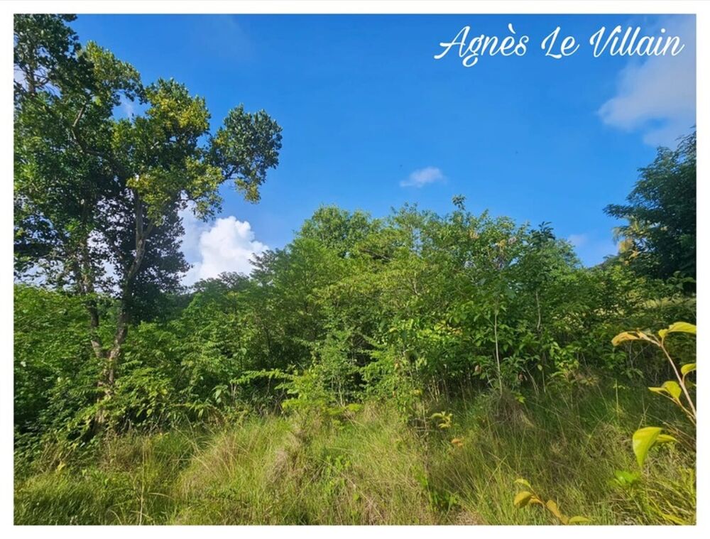Vente Terrain Terrain 2 983 m2 à Bouillante Bouillante