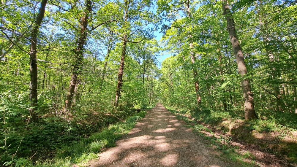 Maison Bois-d'Arcy Quartier Hoche Foret 5 chambres 190m²