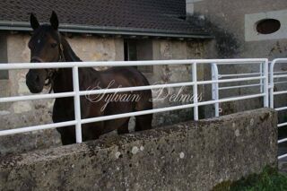 Propriété/château à vendre 11 pièces 350 m²