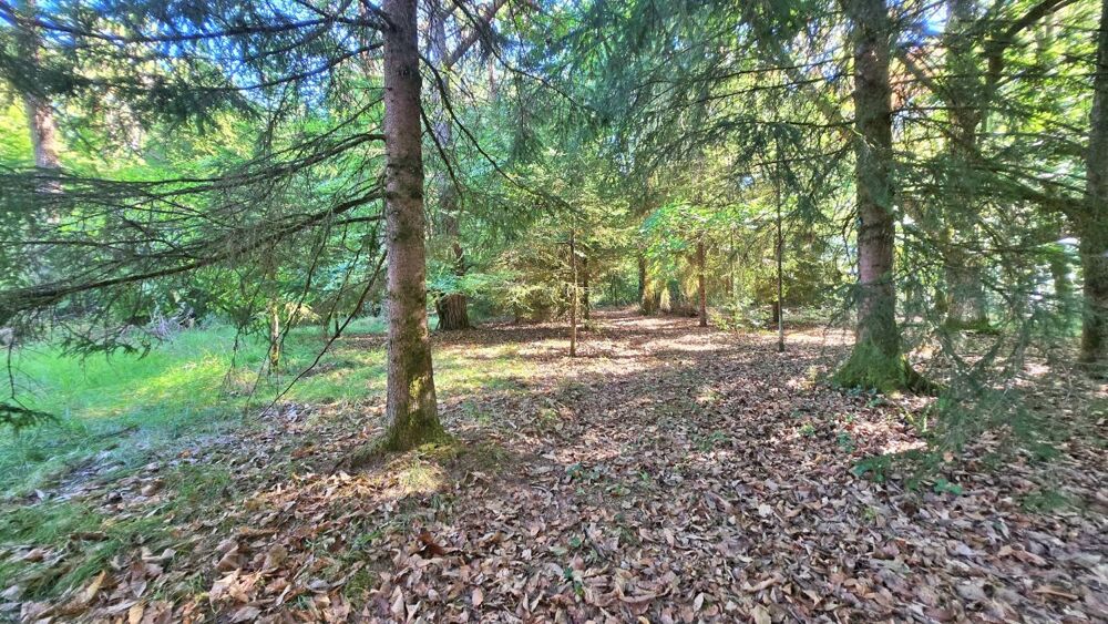 Vente Terrain Terrain de loisir boisé 2.3Ha + Source - Proche Limoges Saint victurnien