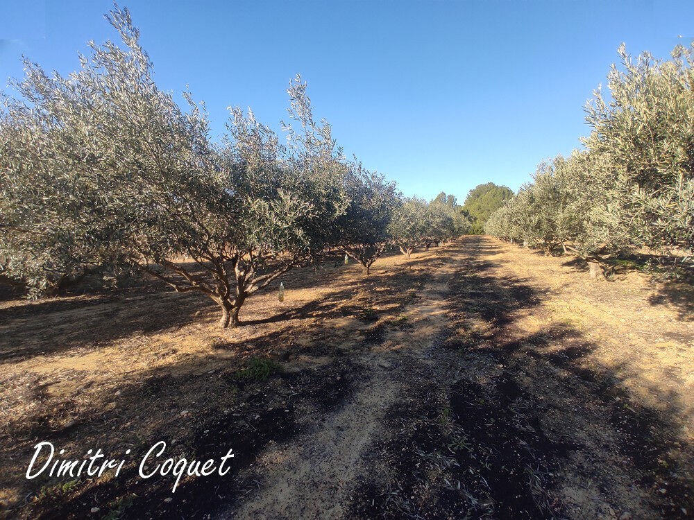 Vente Terrain Oliveraie à vendre Pouzolles 34480 Pouzolles