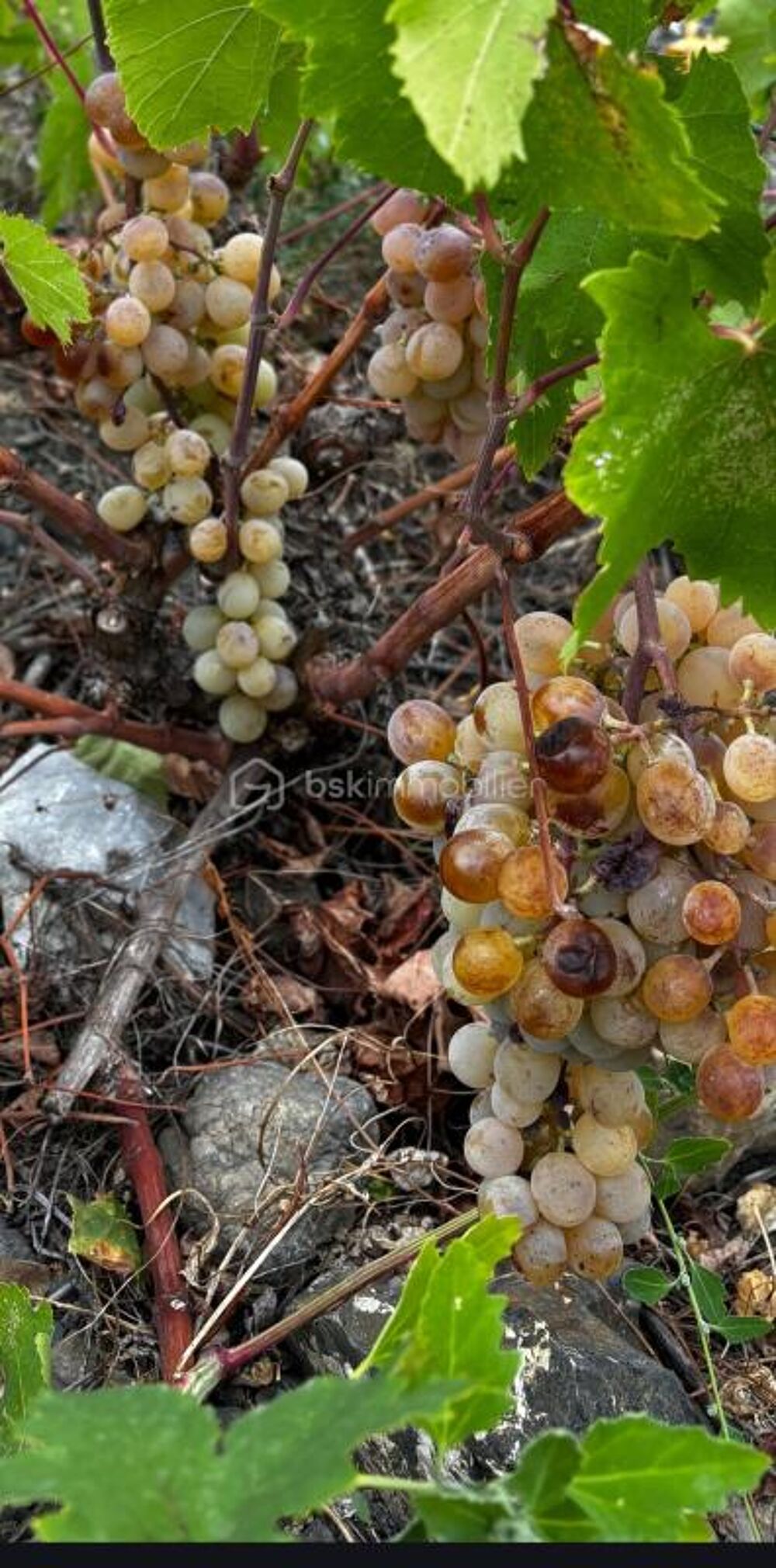 Vente Terrain VIGNES DE RAISINS D'ALEXANDRIE MAURY 66 Maury