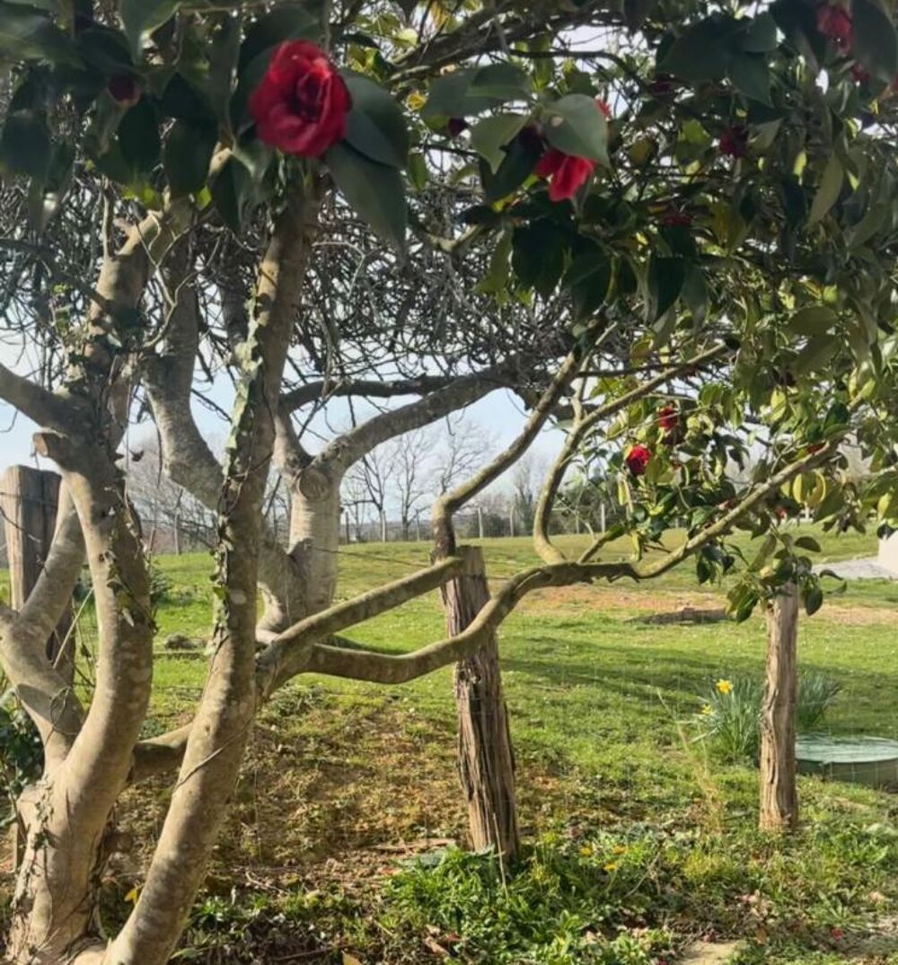 T4 jardin avec travaux et vue dégagée sur le pays basque