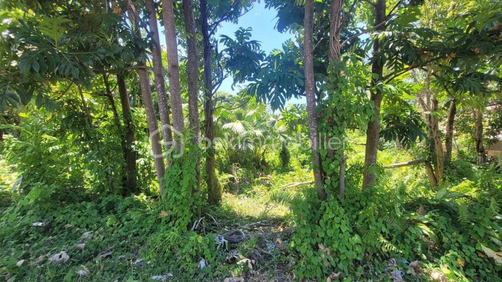 Vente Terrain Vente Terrain Constructible de 778 m² Le Baril - Saint-Philippe Saint philippe