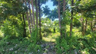 Vente Terrain Vente Terrain Constructible de 778 m² Le Baril - Saint-Philippe Saint philippe