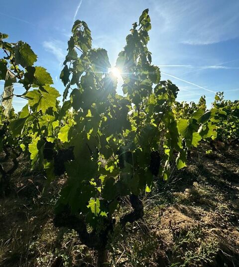 A vendre vignes AOC Moulin à Vent 35000 71570 Romaneche thorins