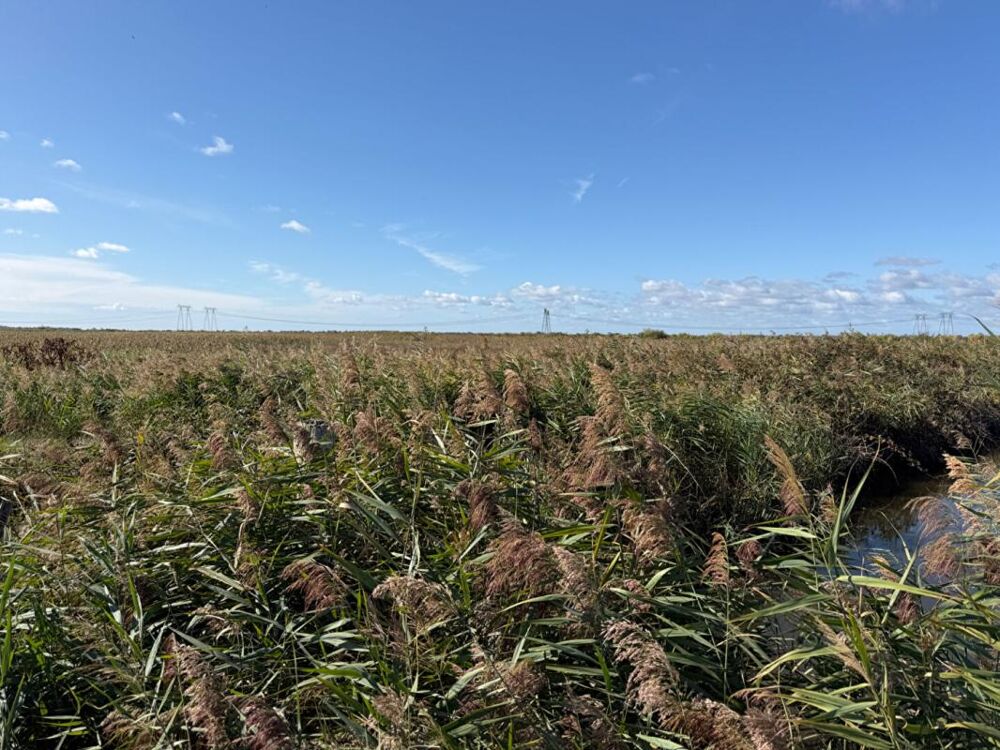 Vente Terrain Terrain agricole de 10 hectares Braud et saint louis
