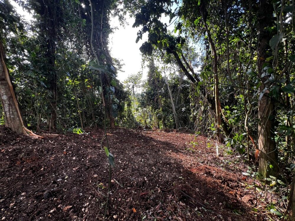 Vente Terrain Magnifique terrain à vendre de 3 882 m² en pleine forêt tropicale en lisière de rivière Petit bourg