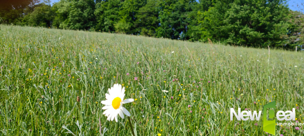 Vente Terrain Superbe terrain de 5.000 m² à Tulle Tulle