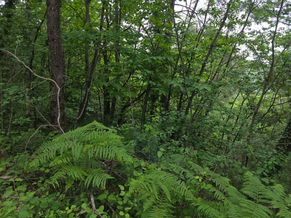 Vente Terrain MEYRANNES (30) A vendre terrain d'une superficie de 9849m2 dont 868m2 à bâtir borné récemment et châtaigneraie Meyrannes
