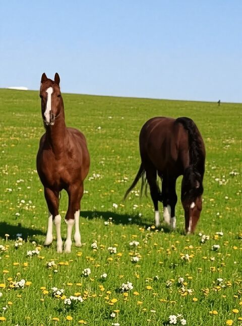   PROPRIETE avec FERME r�nov�e T8 - TERRAIN de 7100 m2 proche CHARMES (88) Ferme - 8 pi�ce(s) - 245 m�