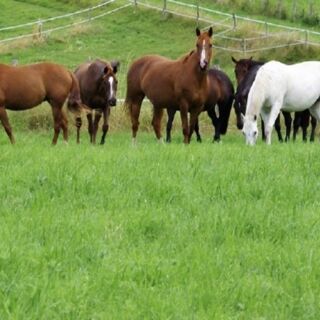  Ferme � vendre 4 pi�ces 110 m�