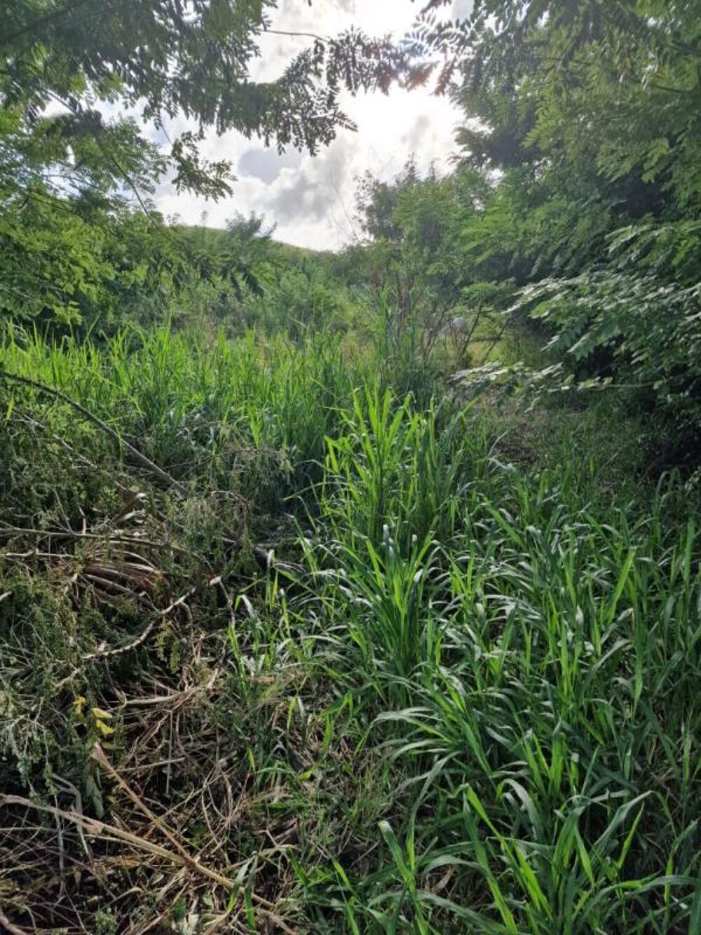 Vente Terrain Terrain Le Vauclin 1820 m2 a quelques minutes a pied de la plagede Pointe Faula Le vauclin
