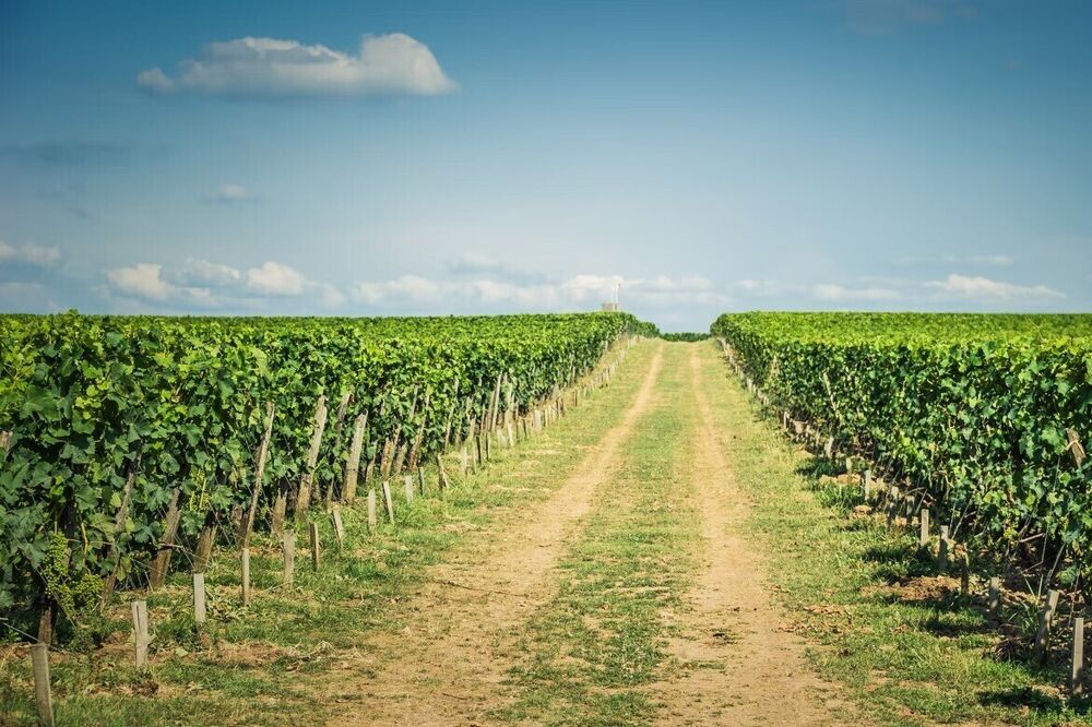 Propriété - 60ha foncier, 1000m² de bâtiments