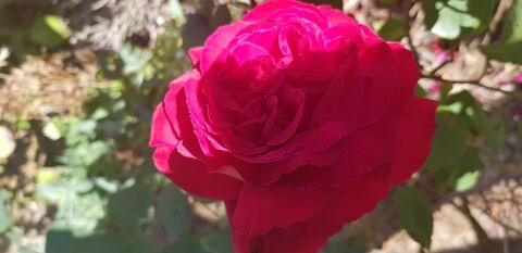  Maison � louer 5 pi�ces 135 m� Nogent le rotrou