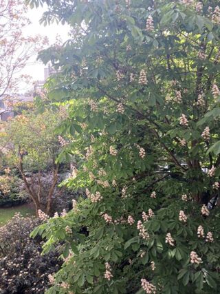  Appartement  vendre 1 pice 29 m