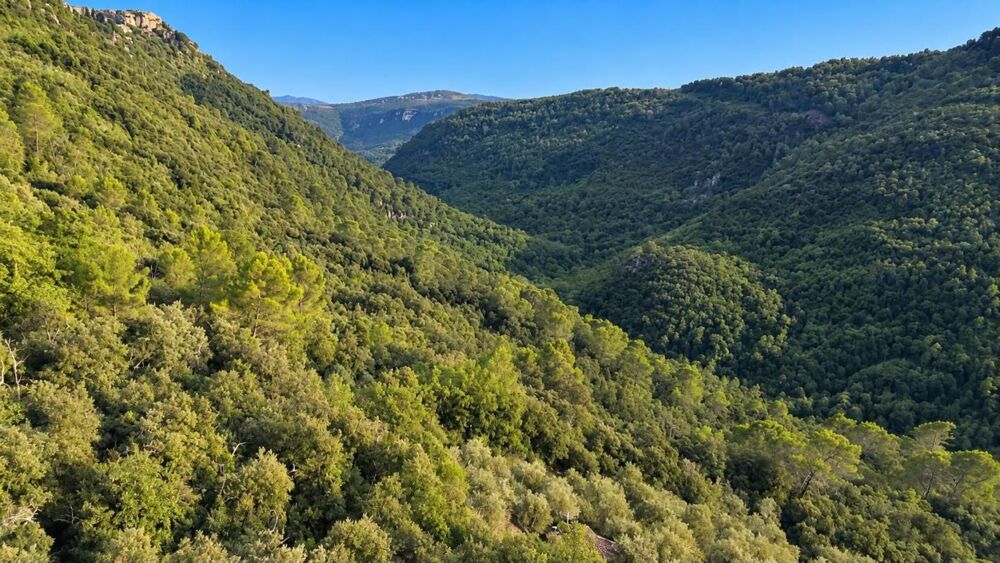 Vente Terrain Magnifique Oliveraie et forêt avec Cabanon en vallée de la Siagne 16190 m2 Saint cezaire sur siagne
