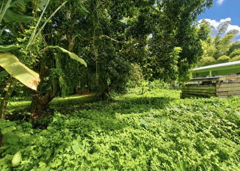 Vente Terrain A vendre - Terrain plat de 729 m² – Ajoupa-Bouillon – Secteur Adinet L ajoupa bouillon