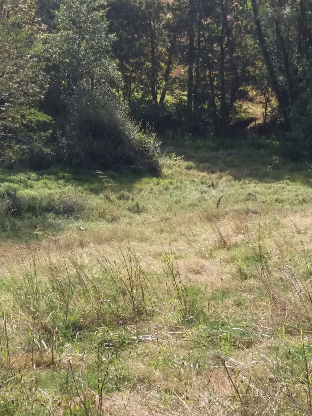 Vente Terrain ORTHEZ – Terrains naturels et agricoles de 15 070 m² NON CONSTRUCTIBLE Orthez