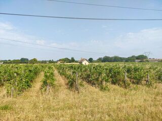  Terrain à vendre 31300 m²