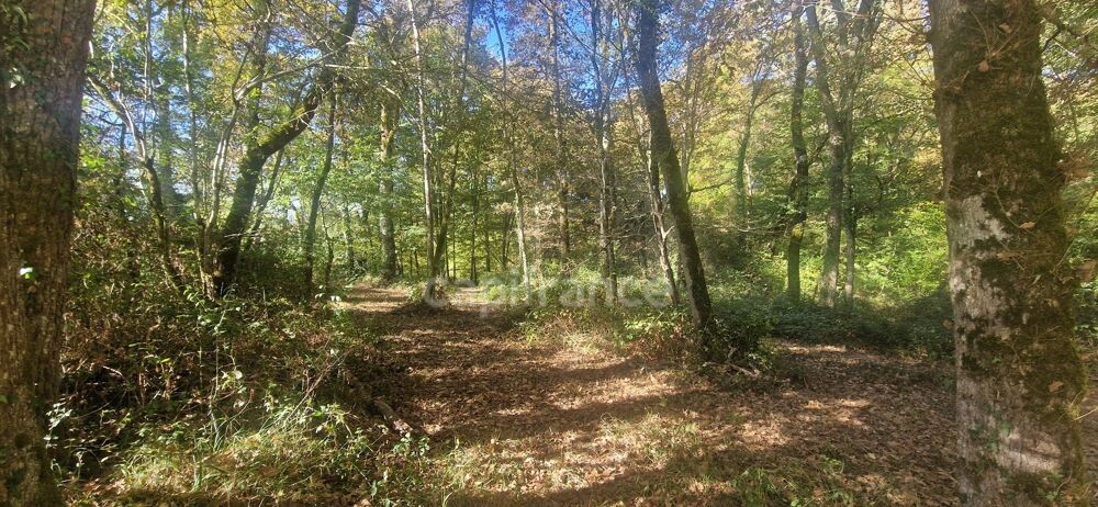 Vente Terrain Bois à vendre, LAGRANGE (40) Lagrange