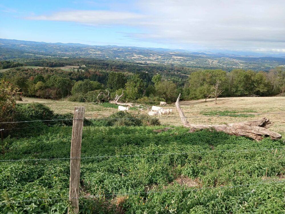 Vente Terrain Terrain à vendre de 4122  proche de ESCOUTOUXx (63) Escoutouxx