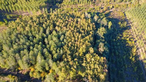   8,5 hectares de bois PARLEBOSCQ (40) Propriété/château - 1 pièce(s) - 30 m²