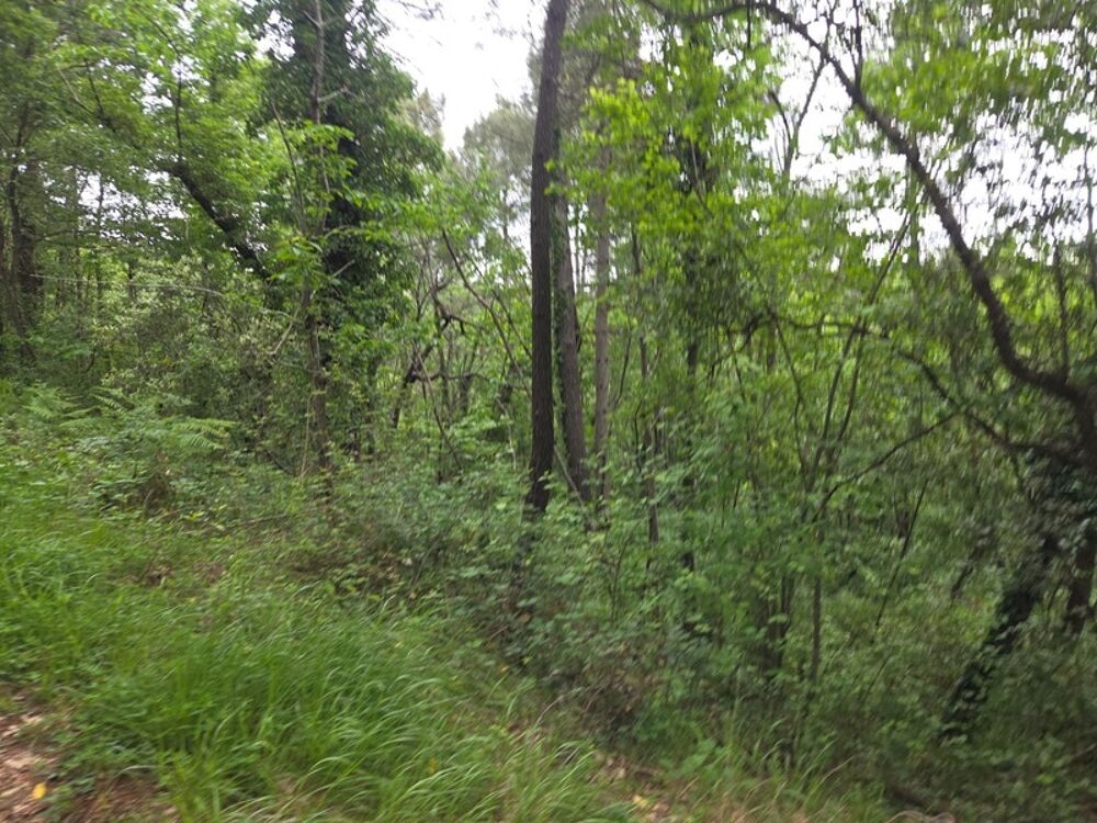 Vente Terrain MEYRANNES (30) A vendre terrain d'une superficie de 9849m2 dont 868m2 à bâtir borné récemment et châtaigneraie Meyrannes