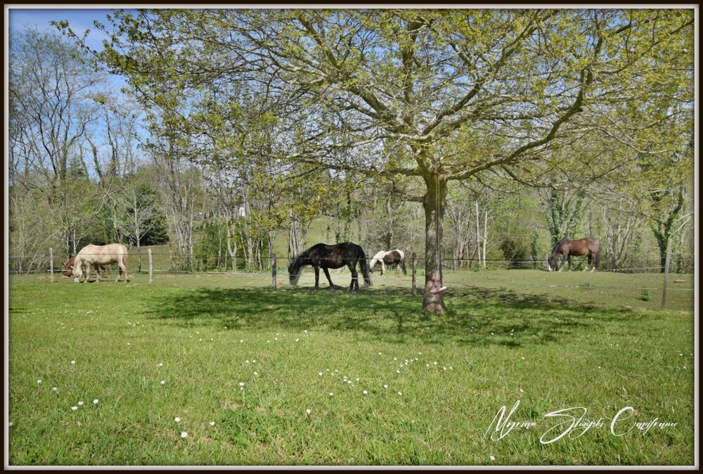 Vente Propriété/Château Dpt Landes (40), à vendre CAPBRETON Propriété de charme au calme Capbreton