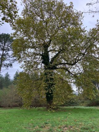  Propri�t�/ch�teau � vendre 5 pi�ces 160 m� Le teich